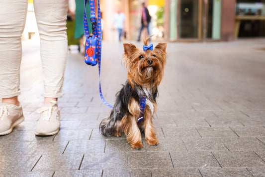 Arnés Clásico Super Dogs