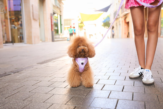 Pack Bloom & Glow Arnés Ajustable + Correa + Porta Bolsas Doble