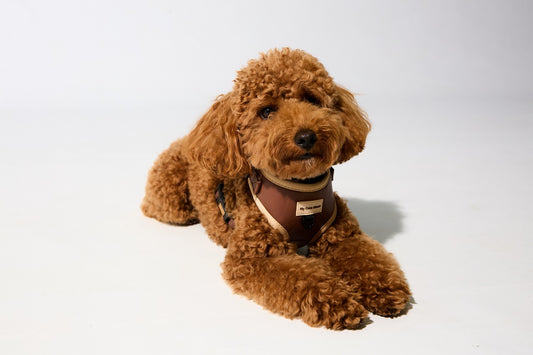 Arnés Ajustable para perro Brownie