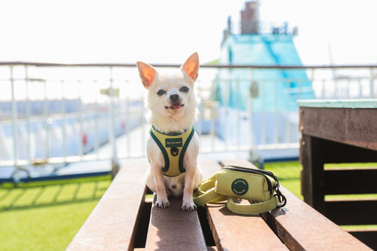 Pack Ahorro Arnés Body para perro + Correa + Porta Bolsas doble ECO Green.