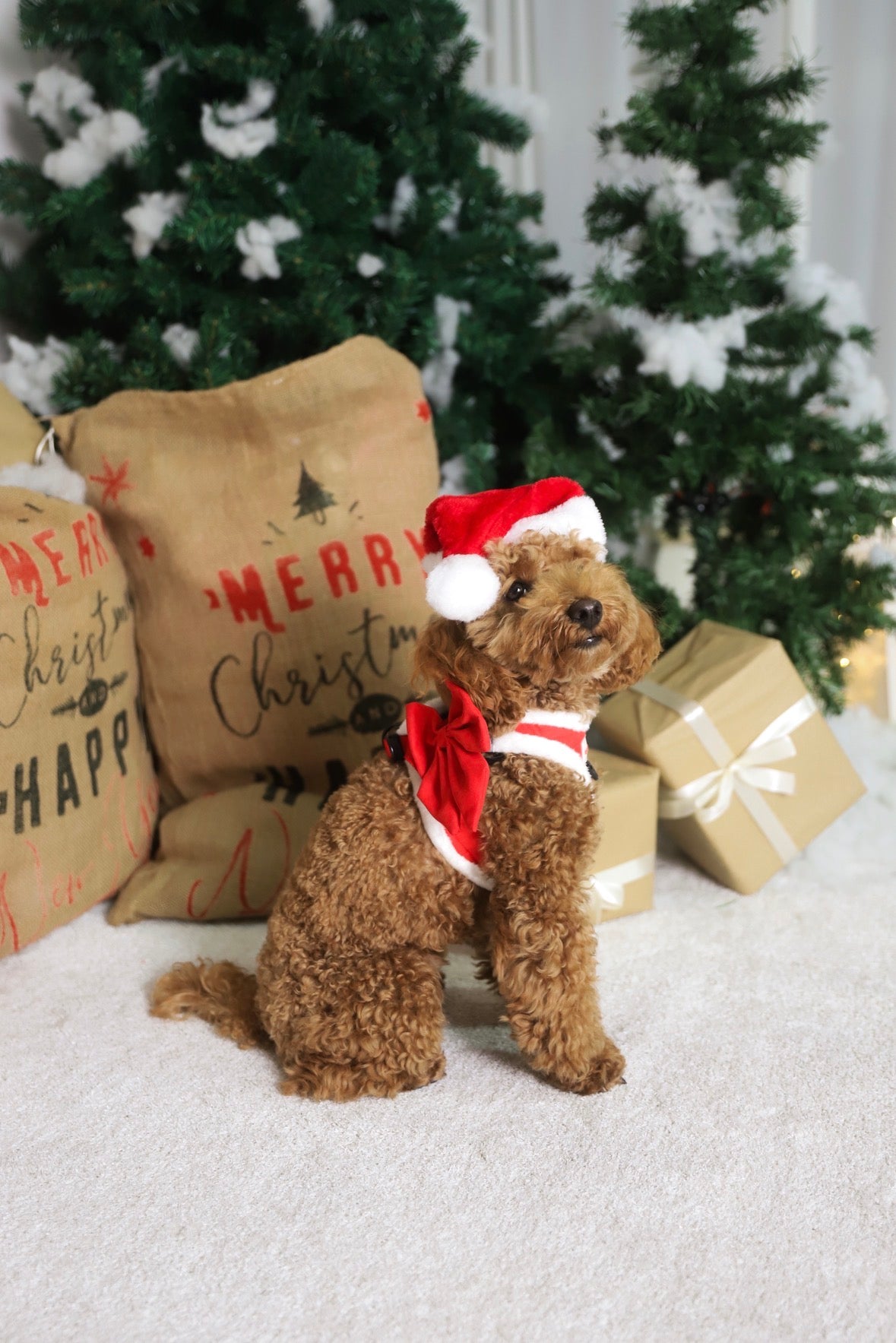 Pack Arnés Santa - Caja Navideña Edición Especial- Peluche + Bandana