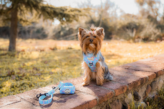 Pack Sweet Unicorns - Arnés Ajustable + Correa + Porta Bolsas Doble