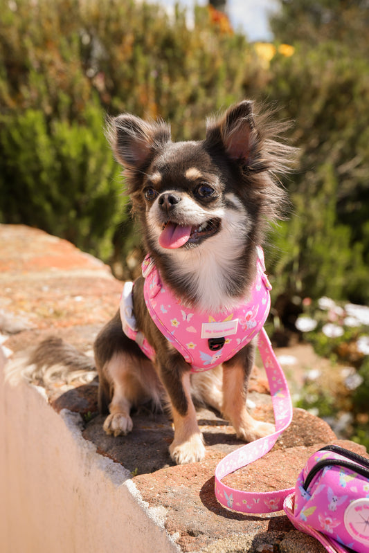 Pack Fantasy Dreams - Arnés Ajustable + Correa + Porta Bolsa Doble