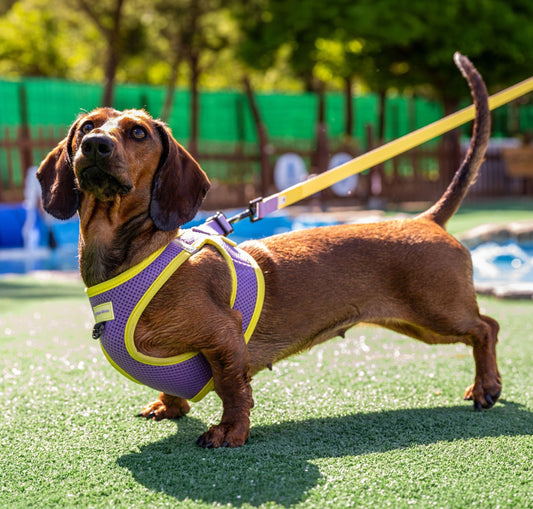 Correa para perro Summer Fresh Purple