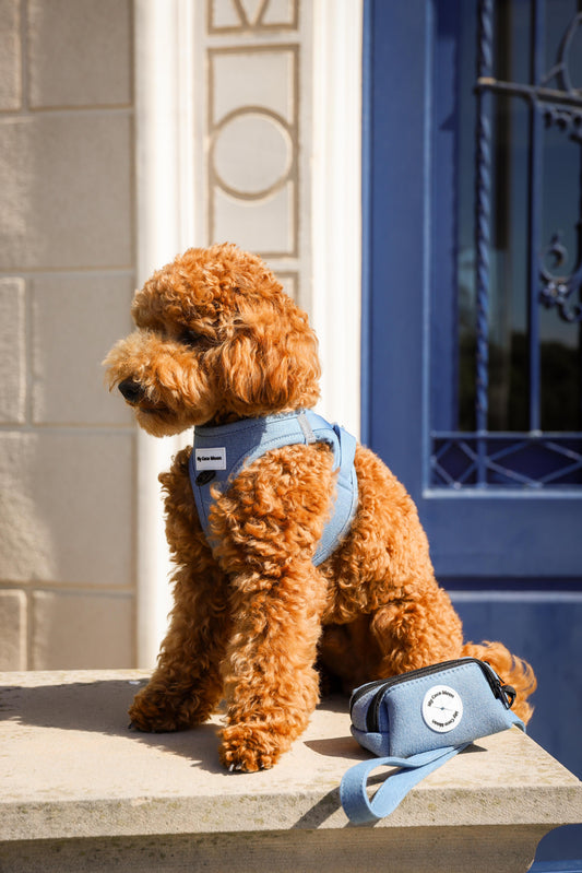 Pack Blue Jeans - Arnés Body + Correa + Porta Bolsas Doble