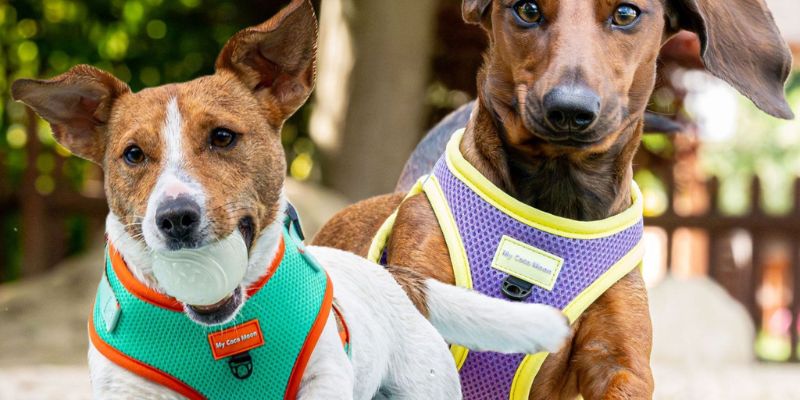 Arnés tipo Body vs. Arnés Ajustable ¿Cuál es el mejor para tu perro este verano?