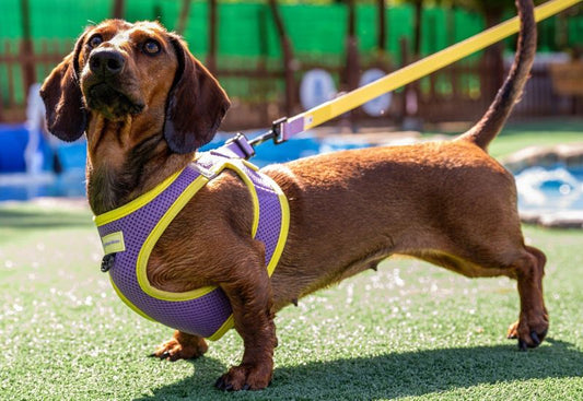 Cómo evitar los golpes de calor en perros durante el paseo de verano