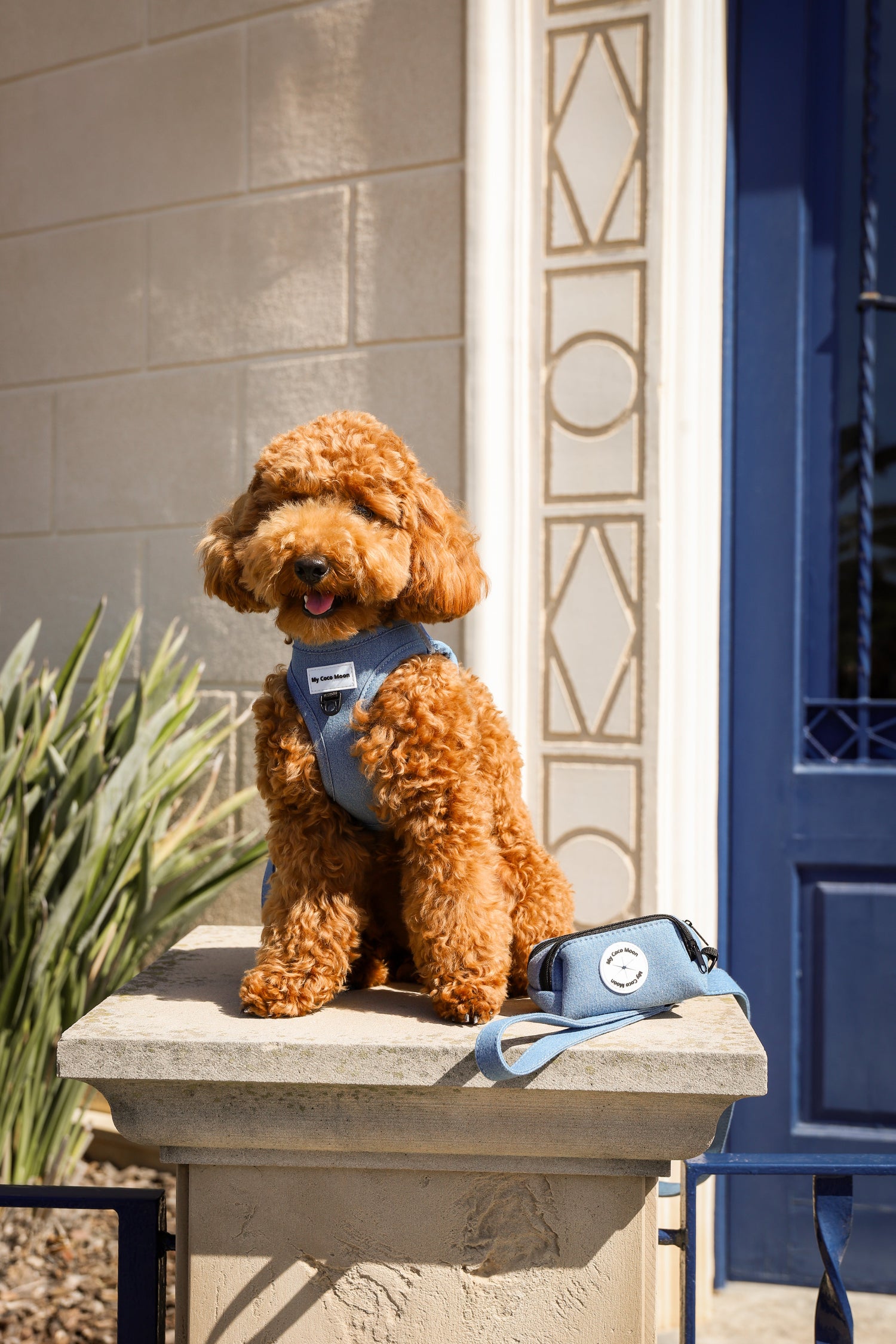 Colección Blue Jeans