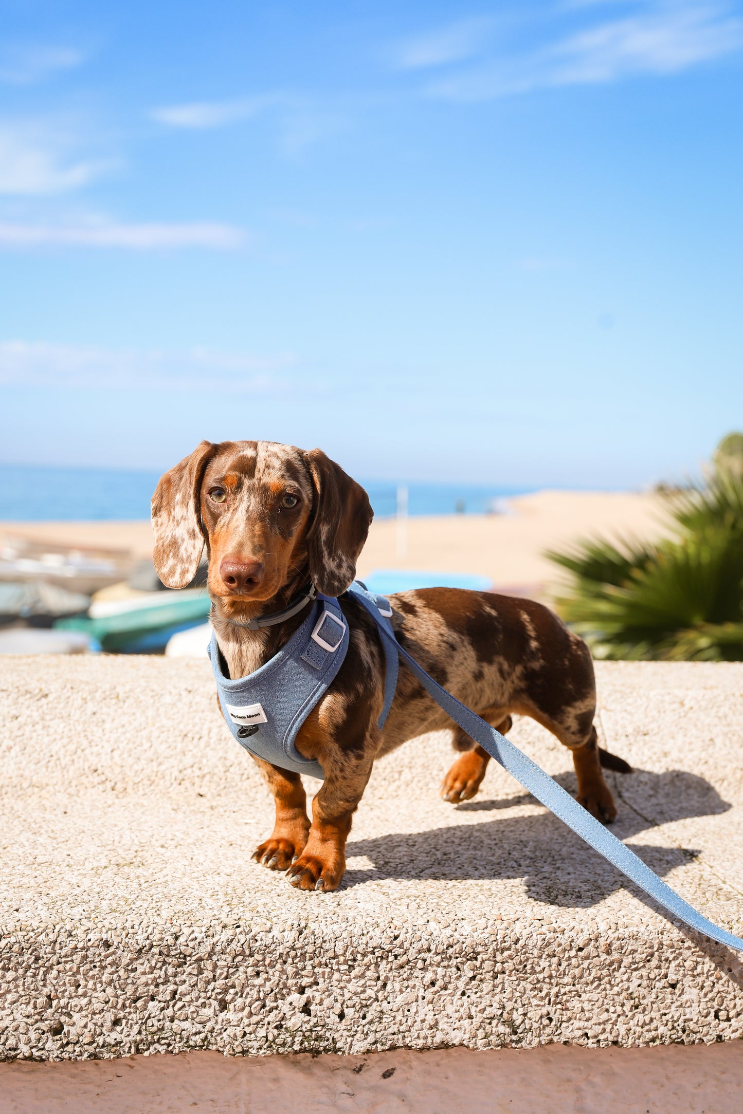 Pack Ahorro Arnés Ajustable para perro + Correa + Porta Bolsas doble Blue Jeans.