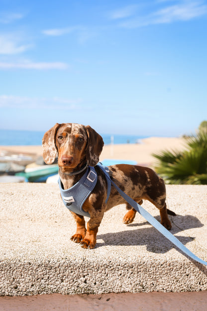 Pack Ahorro Arnés Ajustable para perro + Correa + Porta Bolsas doble Blue Jeans.