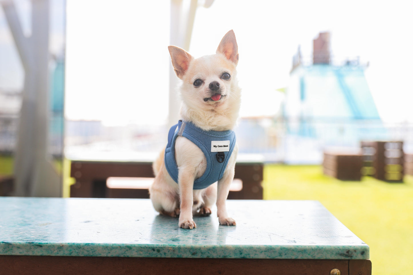 Pack Ahorro Arnés Body para perro + Correa + Porta bolsas doble Blue Jeans.