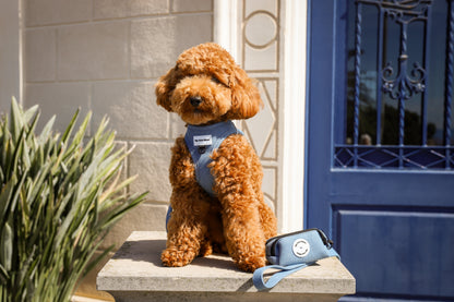 Pack Ahorro Arnés Body para perro + Correa + Porta bolsas doble Blue Jeans.