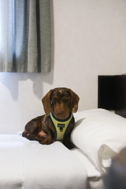 Arnés Body para perro ECO Green