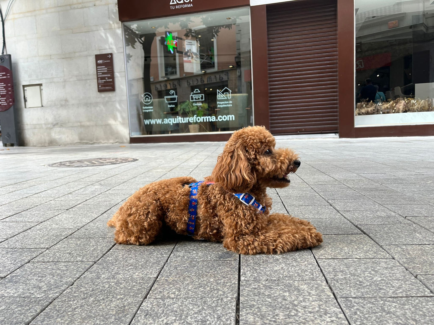 Arnés Clásico Super Dogs
