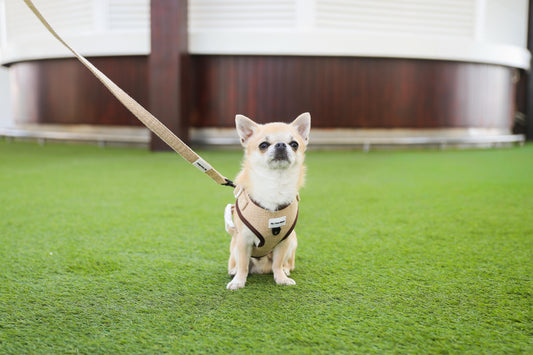 Correa para perro ECO Sand