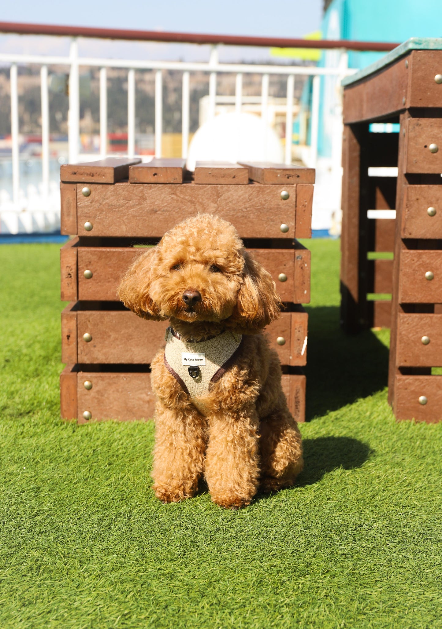 Arnés Ajustable para perro ECO Sand