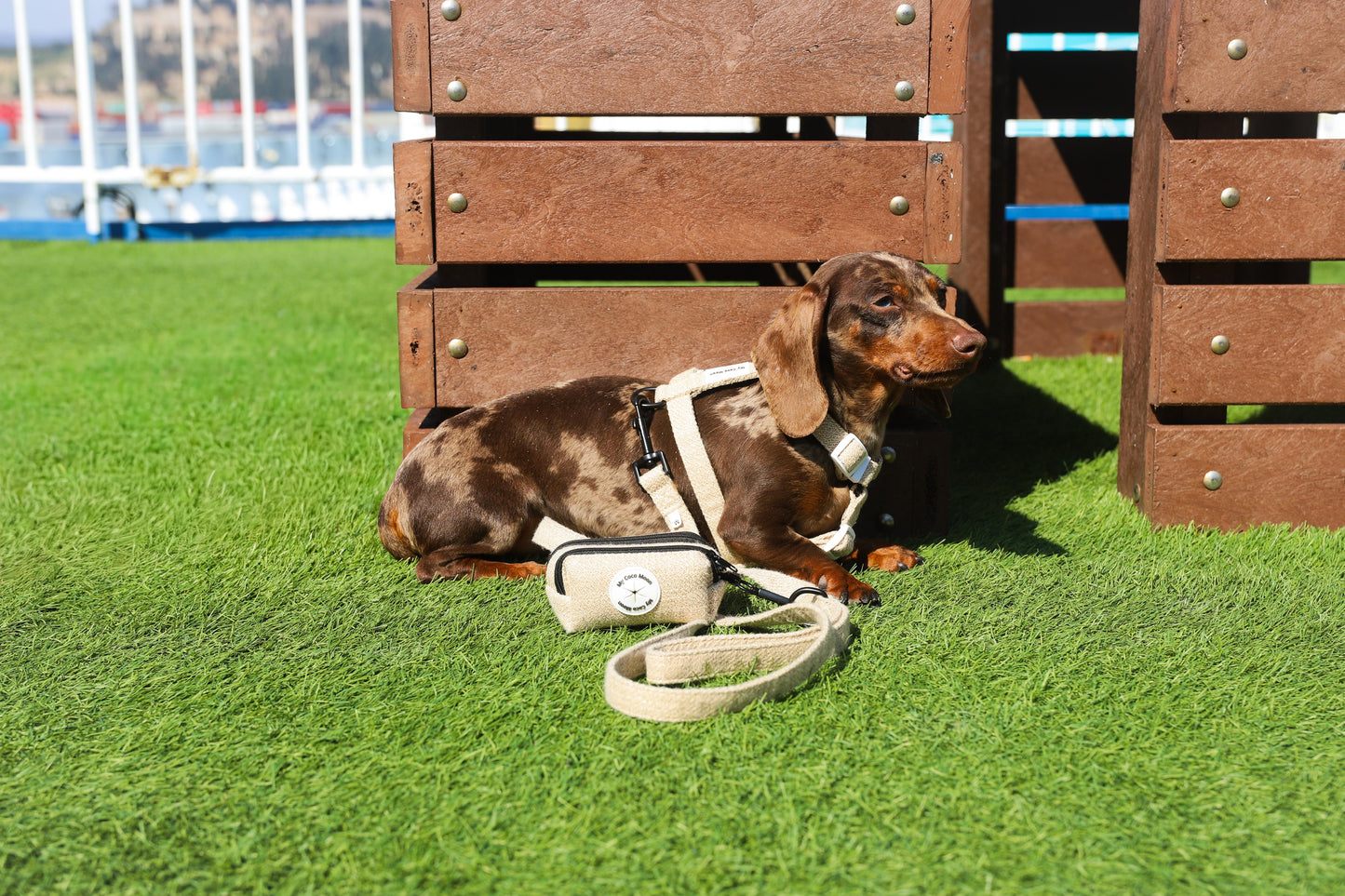 Arnés Clásico en H para perro ECO Sand