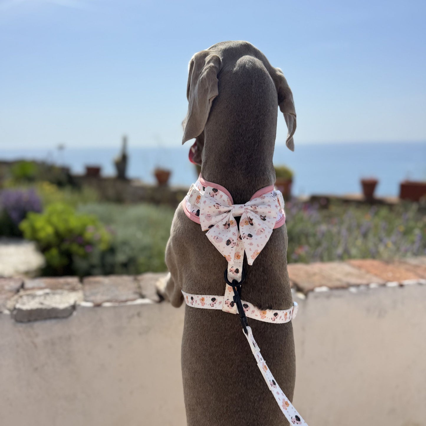 Arnés Ajustable para perro Candy Cotton