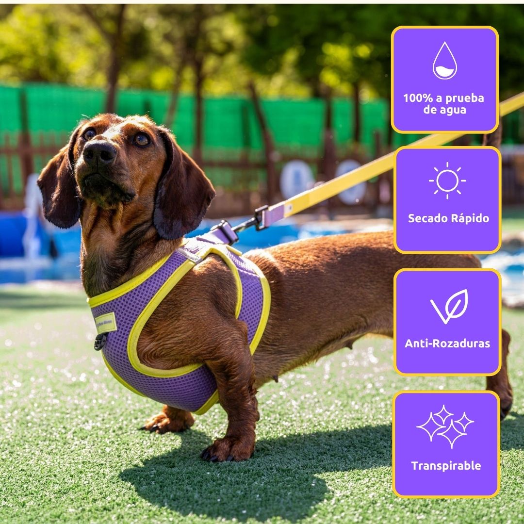 Arnés Body para perro Summer Fresh Purple