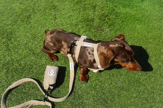 Pack Ahorro Arnés Clásico en H para perro + Correa + Porta bolsas doble ECO Sand.
