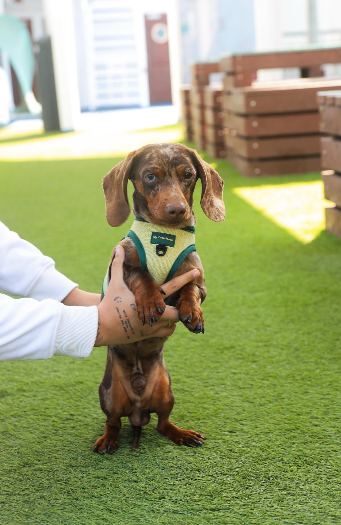 Arnés Body para perro ECO Green