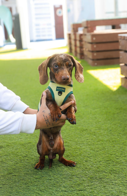 Arnés Body para perro ECO Green