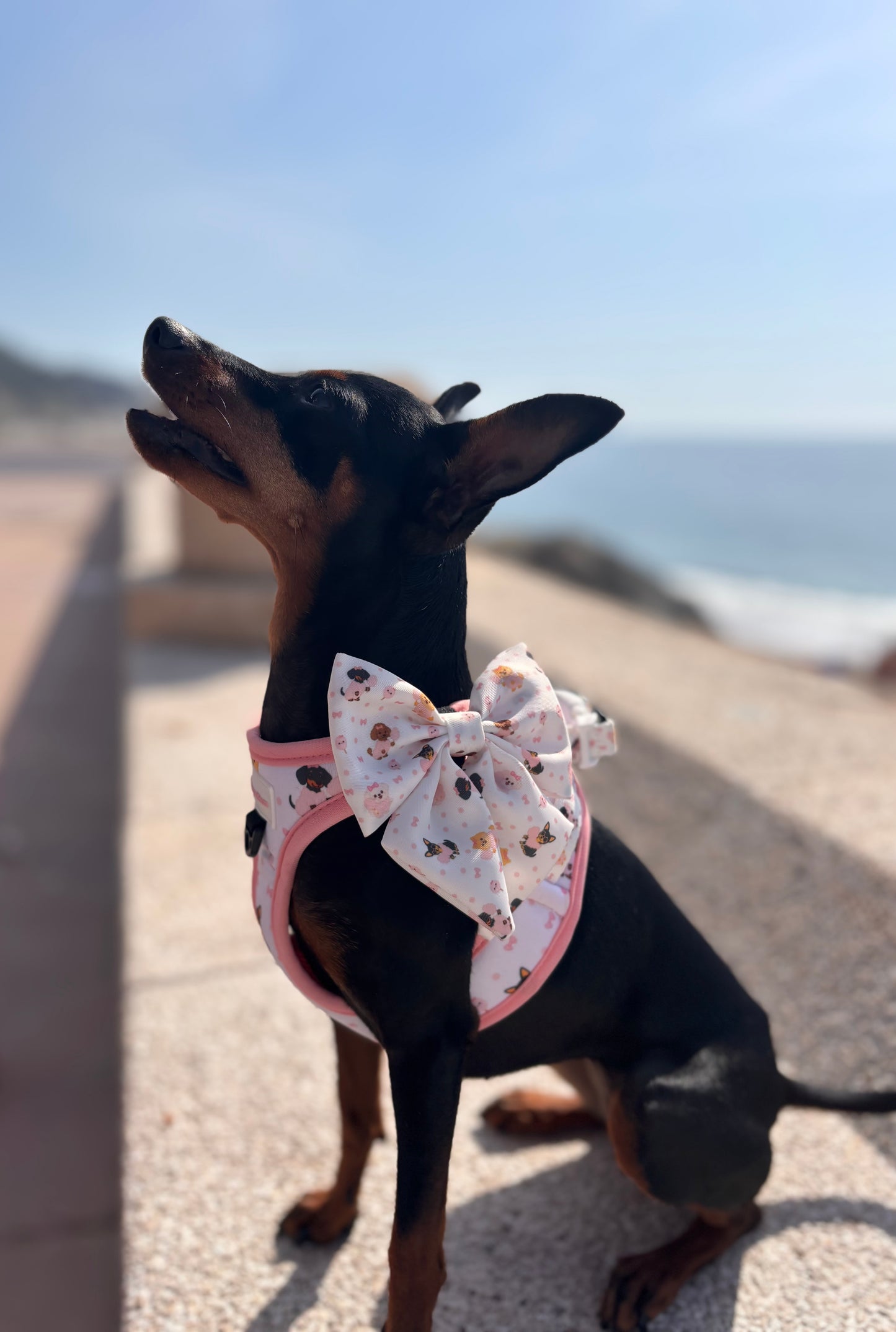 Arnés Body para perro Candy Cotton