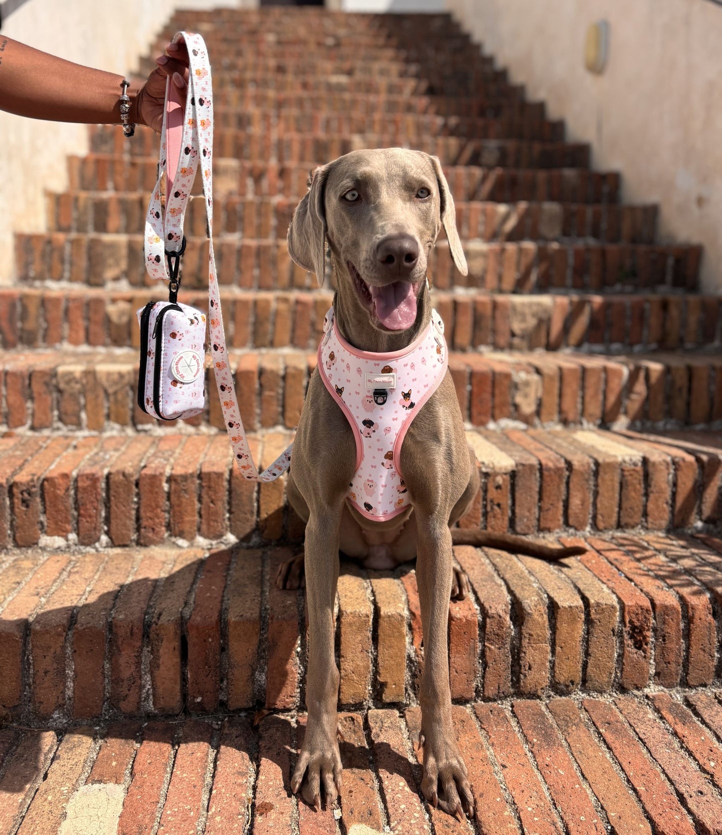 Correa para perro Candy Cotton