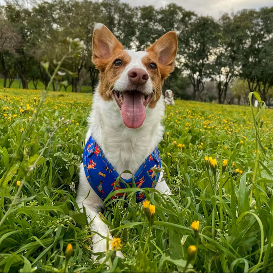 Arnés Ajustable para perro Super Dogs