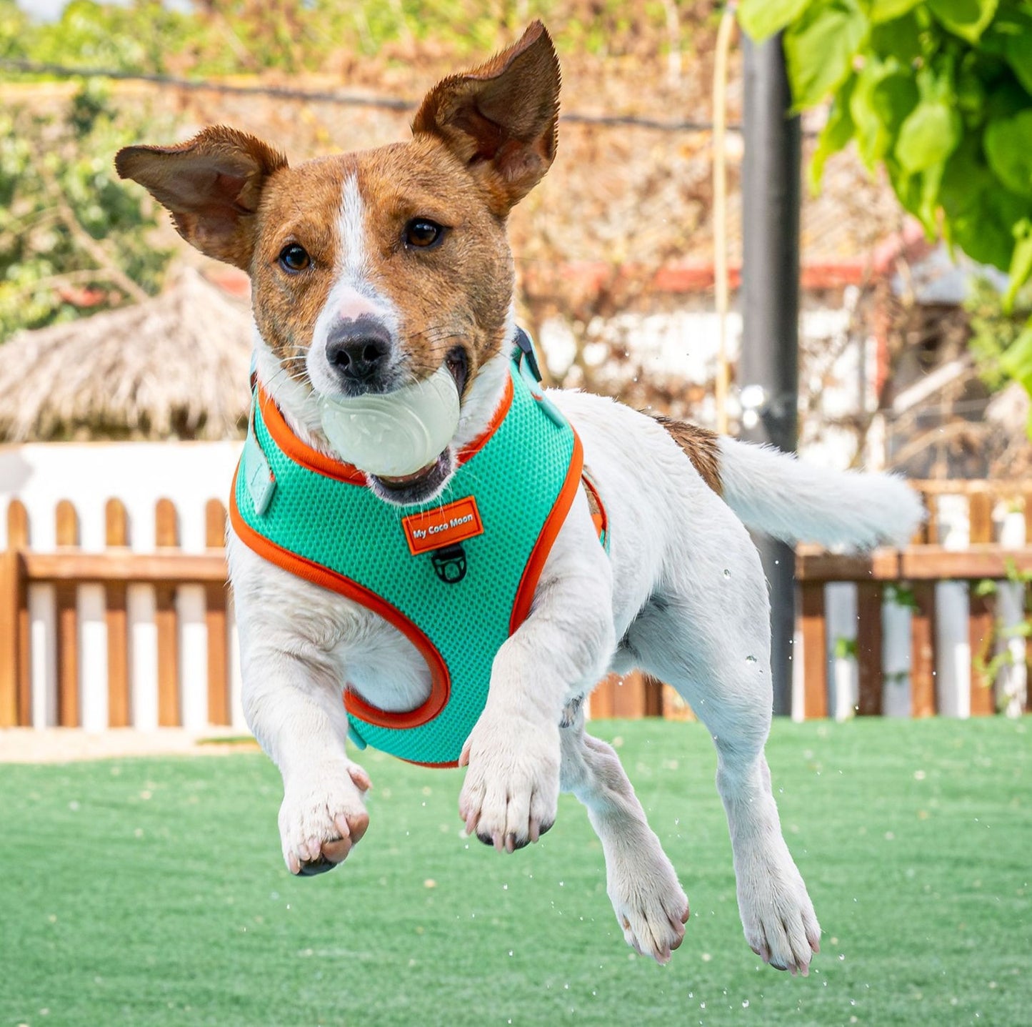 Arnés Ajustable para perro Summer Fresh Mint