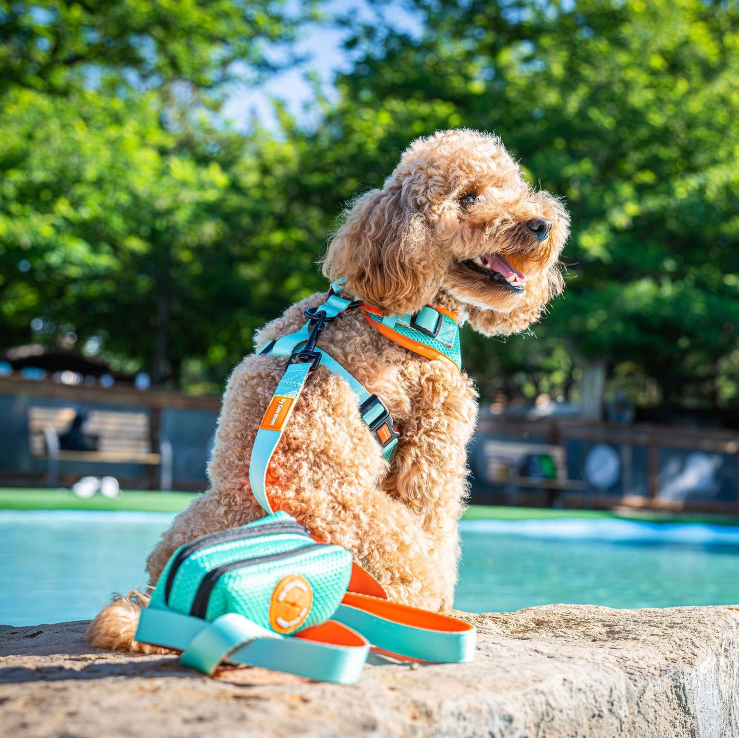 Correa de perro Summer Fresh Mint