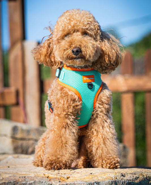 Arnés Ajustable para perro Summer Fresh Mint