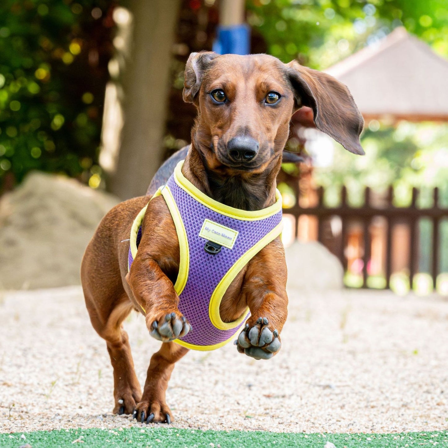 Arnés Body para perro Summer Fresh Purple
