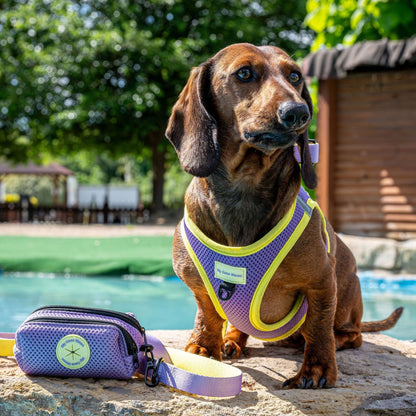 Arnés Body para perro Summer Fresh Purple