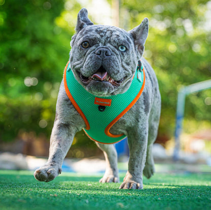 Arnés Ajustable para perro Summer Fresh Mint