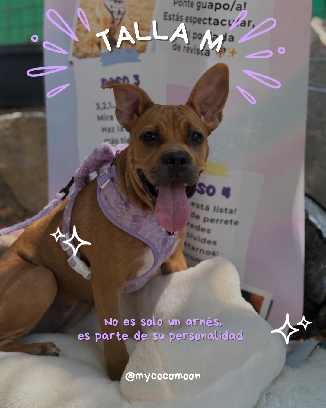 Arnés Ajustable para perro Bloom & Glow